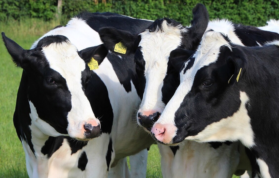 ForFarmersUK's tweet photo. Happy April Fools Day!
You can lead a cow upstairs, but not downstairs. Moo or false?
#AprilFoolDay #cowfact https://t.co/Ie5uQUQ3SG
