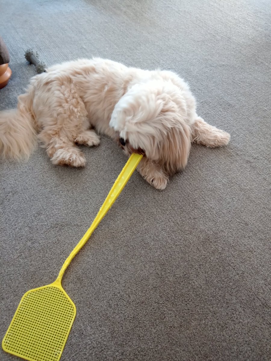 PollyWaterside's tweet photo. Teddy's favourite "Toy" #FlySwat๐คญ๐ https://t.co/47FmnV3Rif