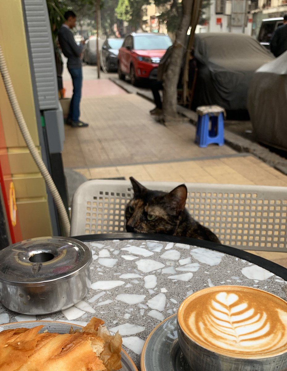 stijn_gabriel's tweet photo. Catching up with my cat friends in #Cairo after four extremely interesting weeks in Sudan. #CatsOfCairo https://t.co/voWHBoNqT2