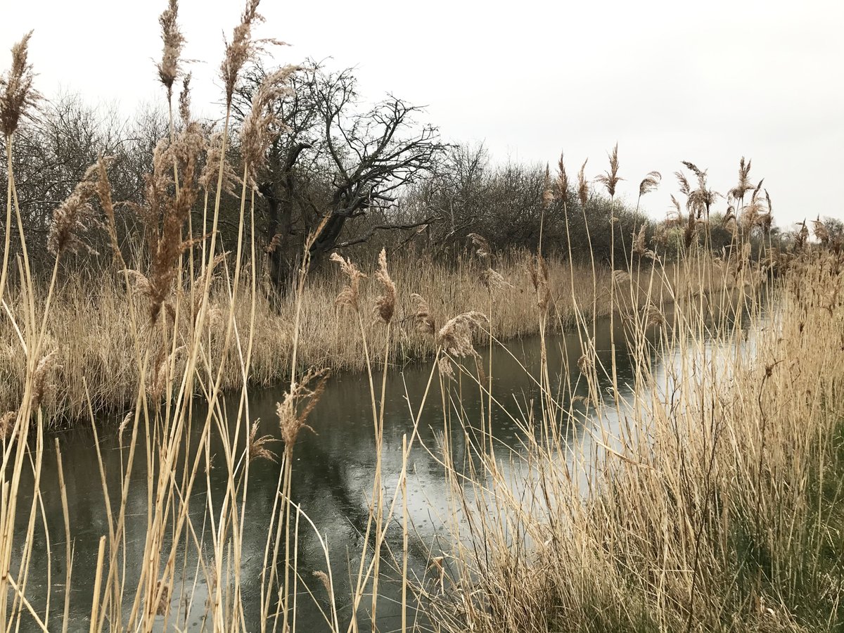 RewildingB's tweet photo. Fantastic Rewilding Britain team gathering this week @nationaltrust's oldest nature reserve @WickenFenNT. 
Here rewilding is supporting nature's recovery and making a real difference to the future of the fens. 
Blessed that owls, buntings, harriers and Konik ponies appeared. https://t.co/Nwcboobm3p