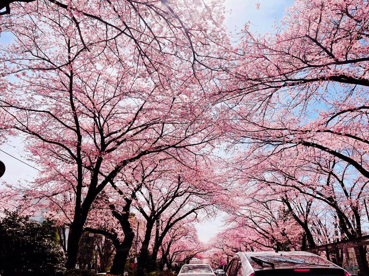 「ドライブ行ってきた✌️
桜が綺麗や〜 」|𓅦ArAsHi𓅦のイラスト