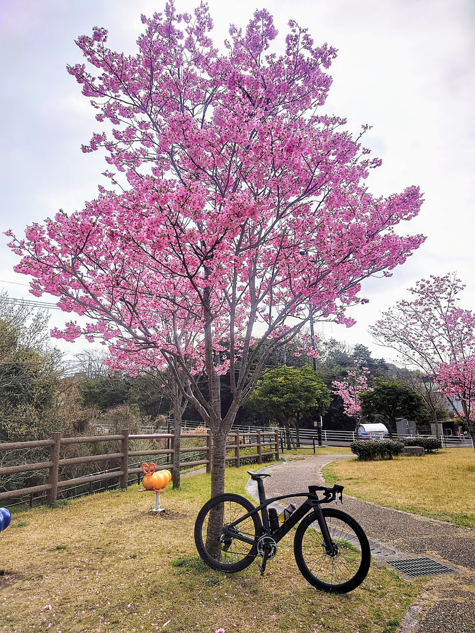 鹿児島自転車 Twitter Search Twitter