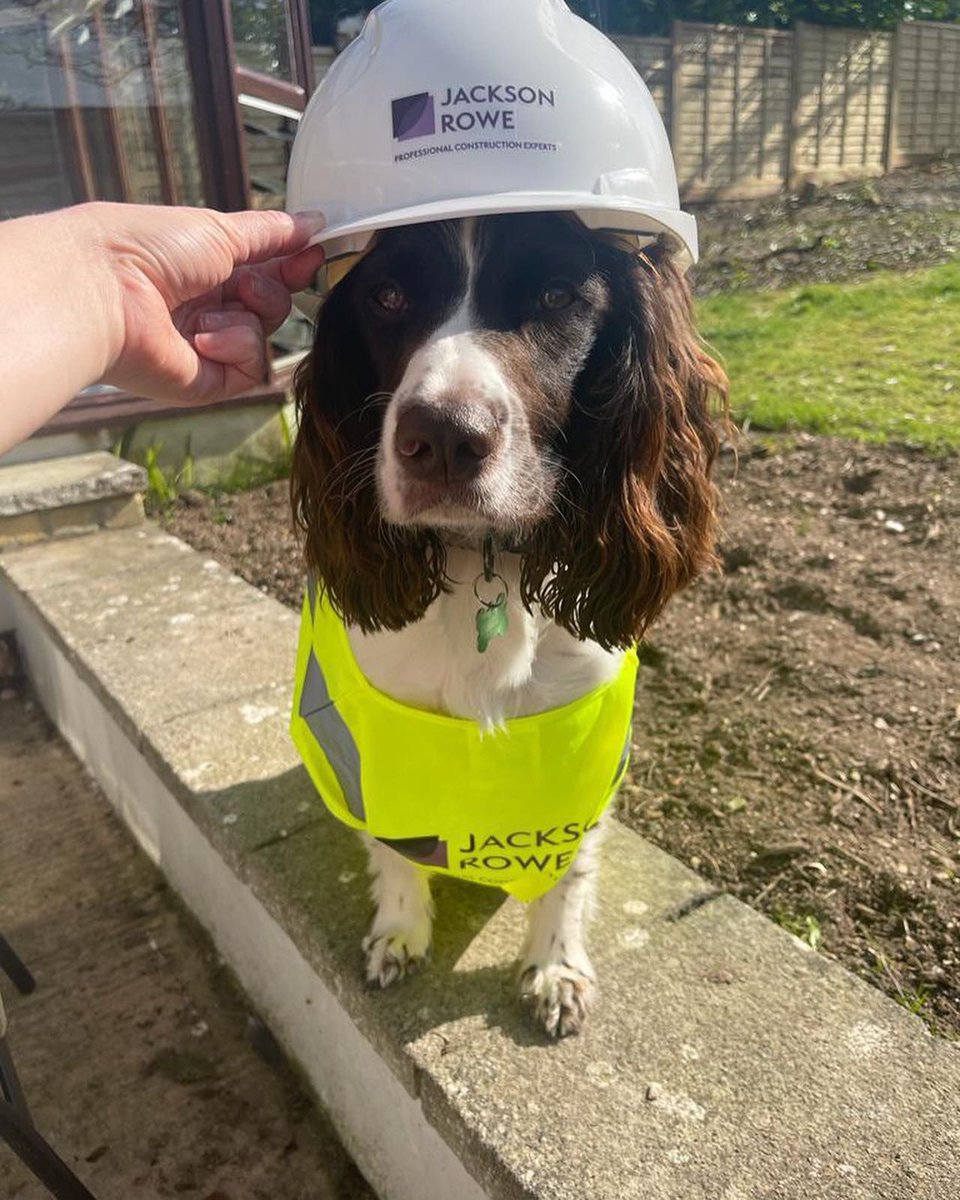 JRSurveying's tweet photo. To celebrate #nationalpetmonth our Jackson Rowe companions have been busy donning their hard hats and hi-vis’s…….. https://t.co/ZYZZb4mVq5