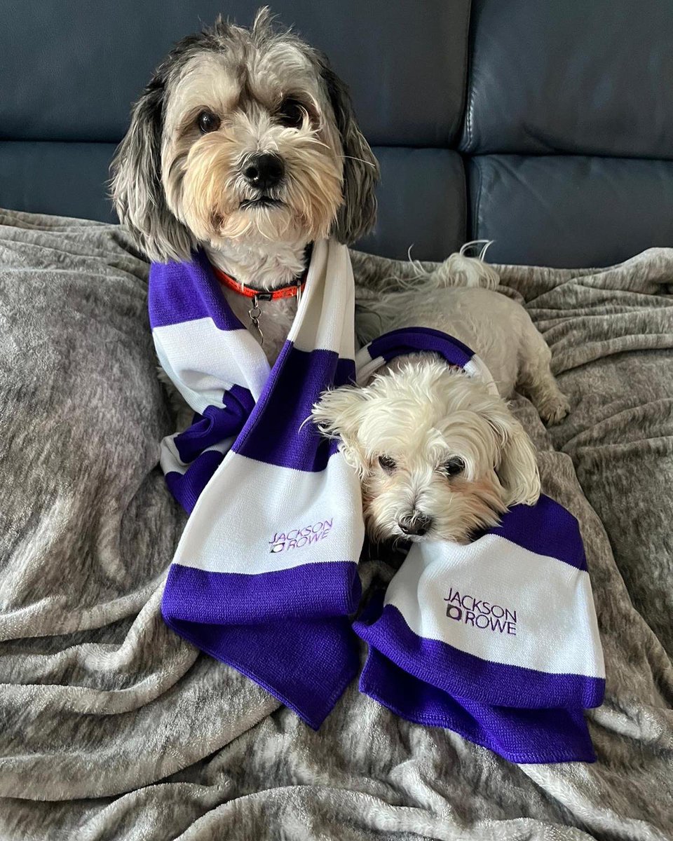 JRSurveying's tweet photo. To celebrate #nationalpetmonth our Jackson Rowe companions have been busy donning their hard hats and hi-vis’s…….. https://t.co/ZYZZb4mVq5