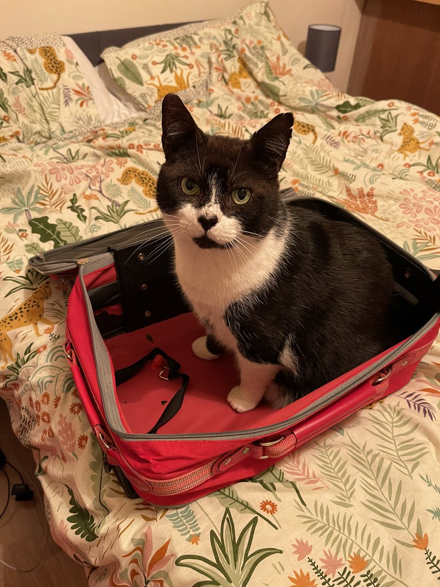 FioTrethewey's tweet photo. I think Olly wants to come with me to the #CapitolV @DWASonline 😅 https://t.co/Pm4VQijGvj