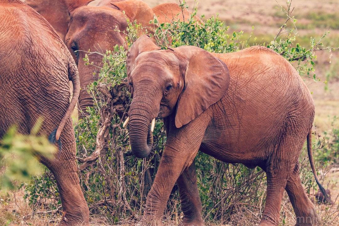 GreatAdveAgency's tweet photo. Hello from Tarangire nationaaal park #travel #solotravel #africa https://t.co/UabgKtv6cs