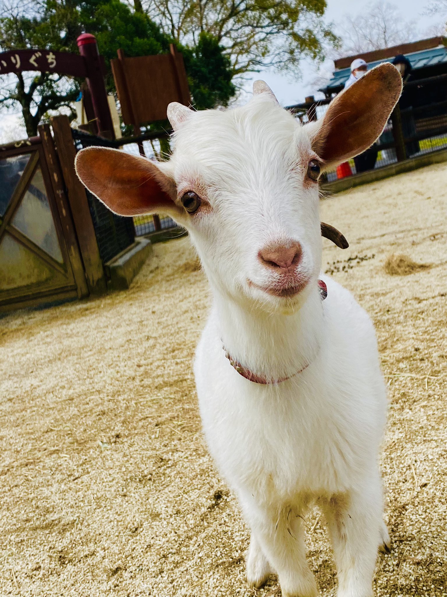 熊本市動植物園 公式 Kumamotocityzoo Twitter