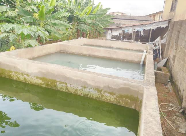 Reachdev_farms's tweet photo. Day 1 (1/04/2022)

Introduction into Catfish farming:

The 4 popular ways catfish are being reared in Nigeria.  
* Tanks ponds (pic 1)
* Tarpaulin pond (pic 2)
* Earthing pond (pic 3)
* Concrete pond (pic 4) 

#AbujaTwitterCommunity #Entrepreneurship #farming https://t.co/L1l7kXWA8t