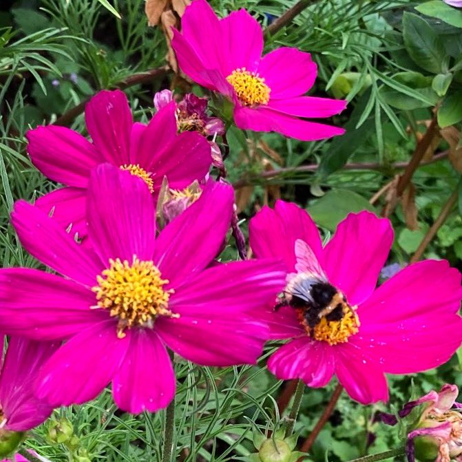 WorldNannys's tweet image. 💕Can’t believe the Cosmos is flowering💕

#nannysgardenworld 

#foolsspring #flowers #garden #bees