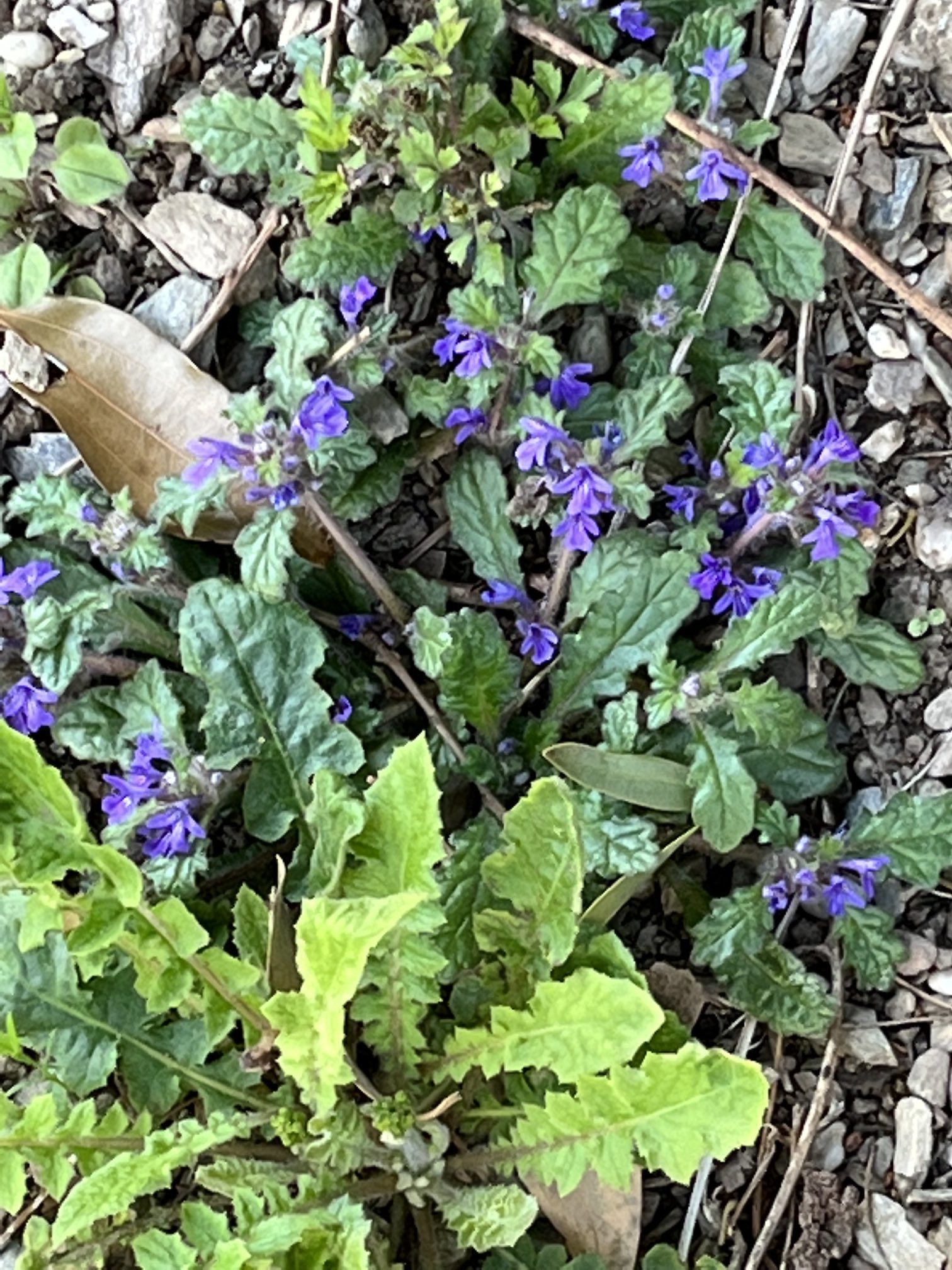 もんじ 何という花か分からなかったのでお花を調べるアプリで調べたら西洋十二単 セイヨウジュウニヒトエ と教えてくれました 便利な世の中です 十二単 ジュウニヒトエ 花を調べるアプリのおかげで名前も知らない花がなくなった 便利な世の中