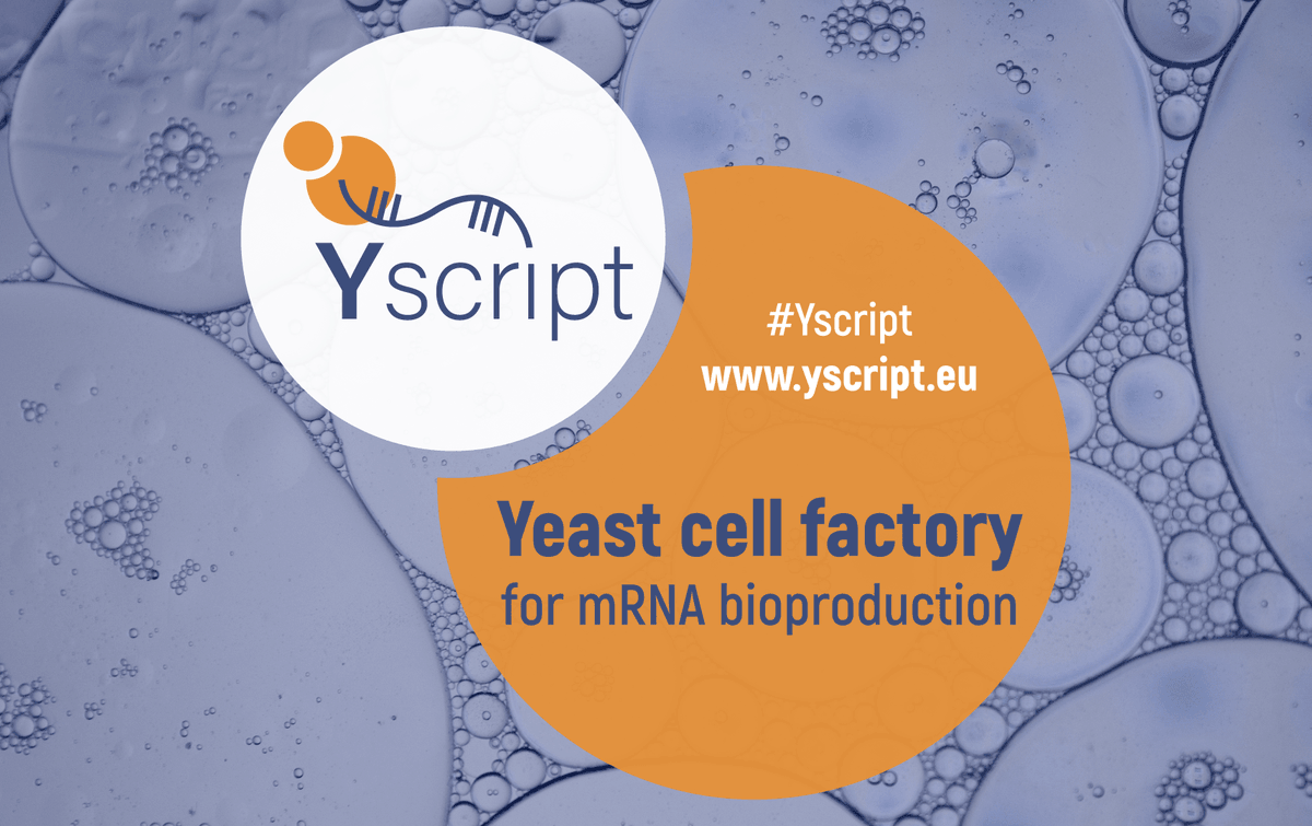 📢Excited to kick off activities for #Yscript project today – aiming at establishing a specific #mRNA #bioproduction process in yeast in order to develop novel therapeutics for many diseases. 🇫🇷Coordinated by @chantal_pichon, @CNRS. 🇪🇺Funded by @EUeic. 👉yscript.eu.