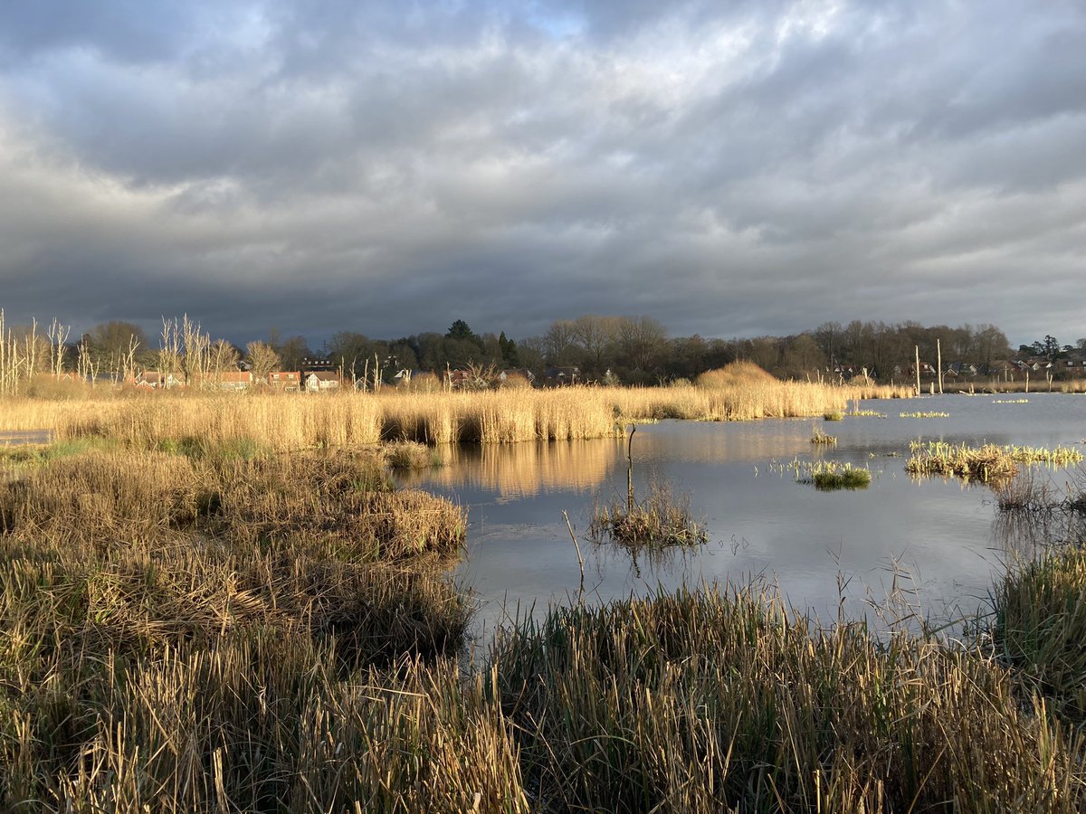 MalHudson1's tweet image. Surprised to spot an Andean condor on Fishlake Meadows reserve this morning. Sorry about the pic - it’s in reeds top left near the bittern. Maybe blown in on the wind yesterday?