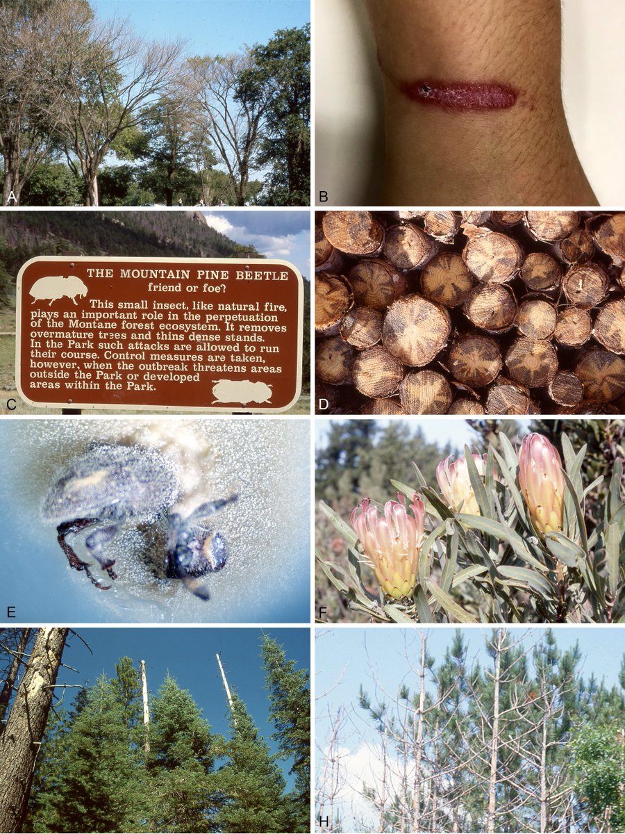 _Westerdijk_'s tweet photo. Ophiostomatoid tree diseases revisited: blue stain, death and destruction. @Fabiteam1 @leptograph @zwdebeer #bluestain #treedisease #fungi #studiesinmycology

https://t.co/wDuUHtHuRG https://t.co/V6ixrb8mxe