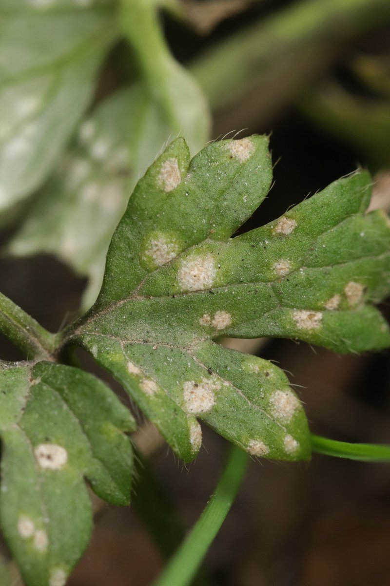 RPilze's tweet photo. Entyloma eburneum ex Ranunculus repens
#Entylomaeburneum #Entyloma #Brandpilz #Brand #smut #smutfungus #Ranunculusrepens #Ranunculus #KriechenderHahnenfuß #creepingbuttercup #Renonculerampante #mushroom #mushrooms #fungus #fungi #pilz #pilze #champignons #champignon #nature https://t.co/GKVpD4tVT6