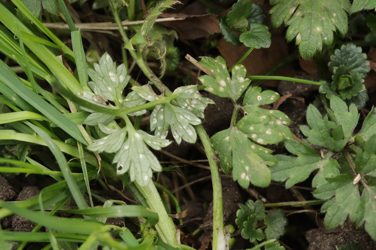 RPilze's tweet photo. Entyloma eburneum ex Ranunculus repens
#Entylomaeburneum #Entyloma #Brandpilz #Brand #smut #smutfungus #Ranunculusrepens #Ranunculus #KriechenderHahnenfuß #creepingbuttercup #Renonculerampante #mushroom #mushrooms #fungus #fungi #pilz #pilze #champignons #champignon #nature https://t.co/GKVpD4tVT6