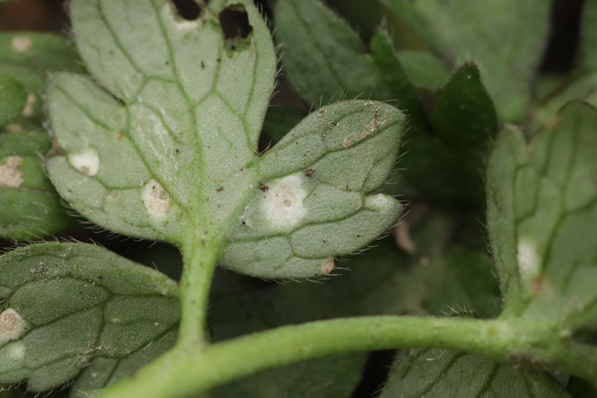 RPilze's tweet photo. Entyloma eburneum ex Ranunculus repens
#Entylomaeburneum #Entyloma #Brandpilz #Brand #smut #smutfungus #Ranunculusrepens #Ranunculus #KriechenderHahnenfuß #creepingbuttercup #Renonculerampante #mushroom #mushrooms #fungus #fungi #pilz #pilze #champignons #champignon #nature https://t.co/GKVpD4tVT6