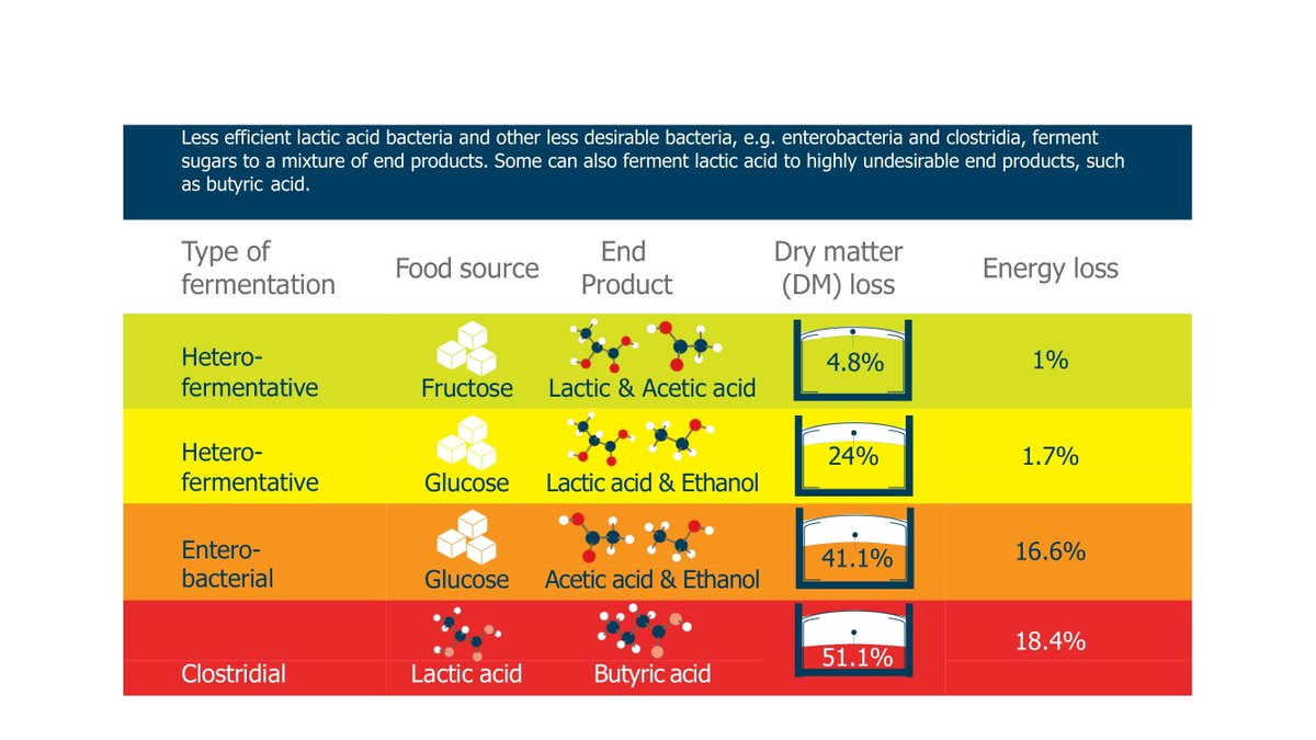 With all these types of fermentation possible, what can be done to maximise the chance of achieving the best one?

- Avoid slurry/soil contamination
- Cut at optimum growth stage 
- Achieve a rapid wilt 
- Ensure the clamp is well consolidated and airtight

AND ECOSY OF COURSE! https://t.co/Ko10hcMCol