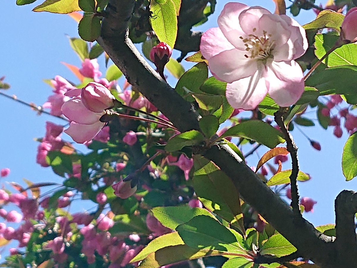 toutensei's tweet photo. 坪庭の海堂桜が咲きだしました。蕾は濃いですが、咲くと淡いピンクになります。来週あたりが満開になりそう https://t.co/H7XycQwysE
