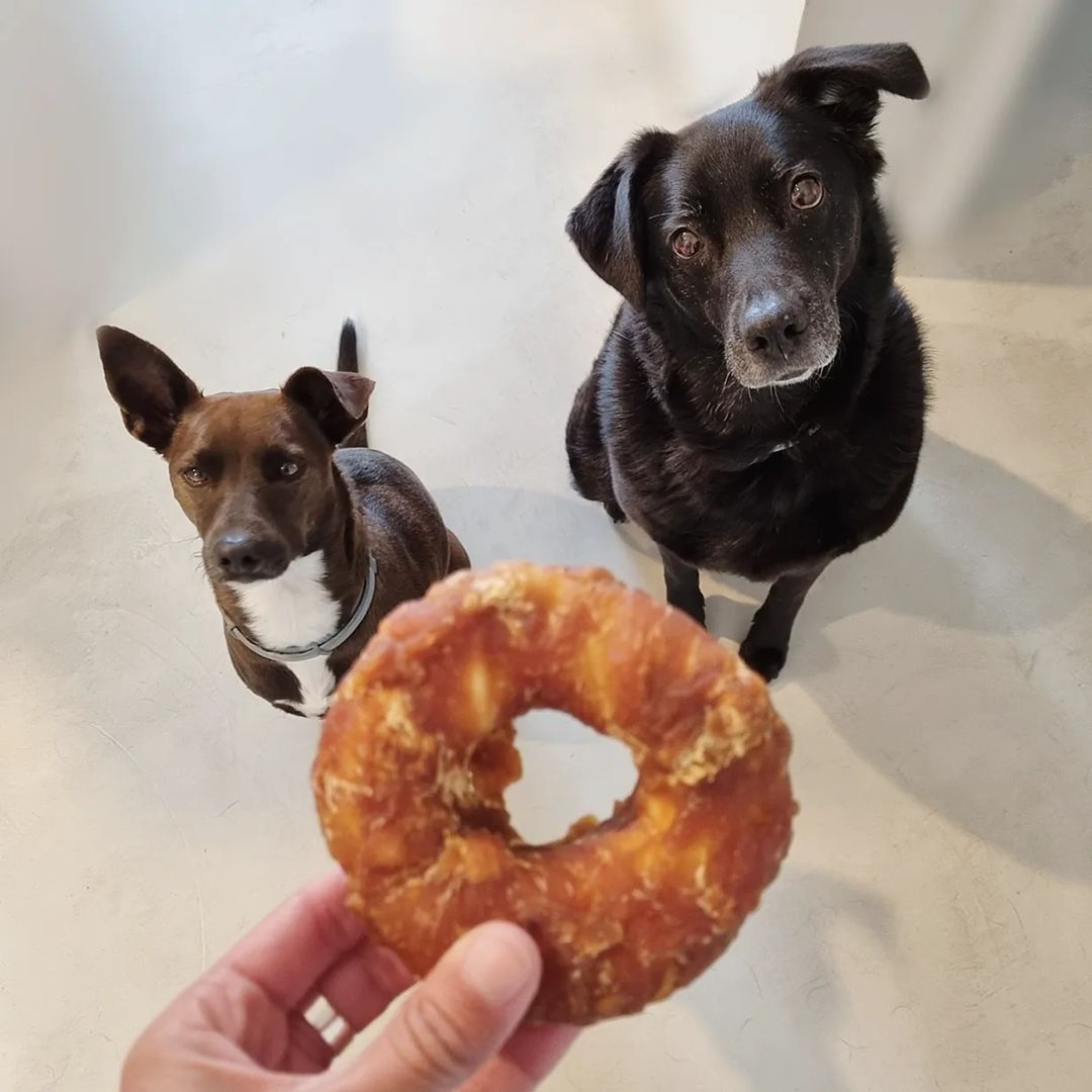 Altudog's tweet image. Canela y San (@mellamana_canela) hacen competiciones de poner la carita más linda para que su humana les de los bagels de vacuno🐄 y pollo🐔, ¿Quién creéis que se lo gana primero? Está super empatada la cosa 🐶🐶
.
#AltuDog #alimentonatural #alimentonaturaldeshidratado