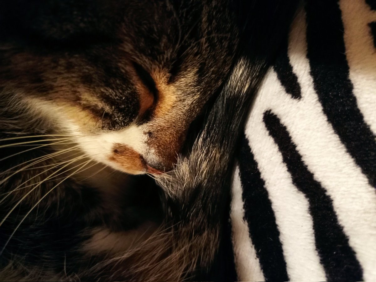 ༺ ✨🧭🧩𝓜𝓪𝔂𝓽𝓮 🧬✨༻ tweet media