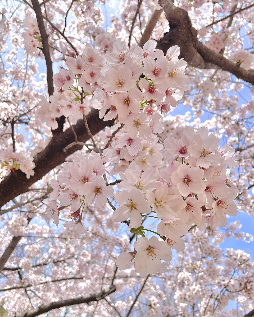 4月🌸
新年度、気持ち新たに楽しく頑張りたい💪🏻✨
心穏やかに過ごせますように♡