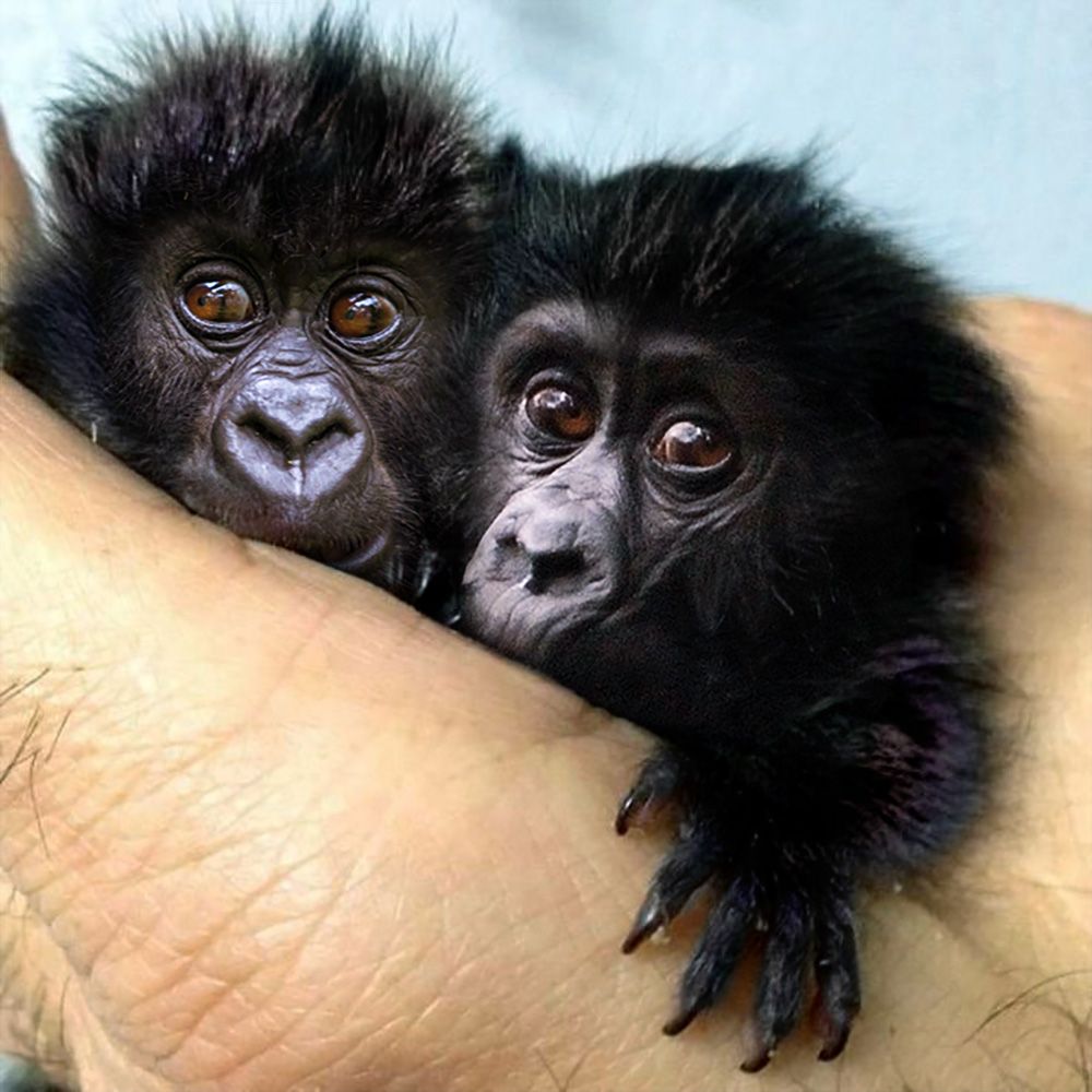Micro-pygmy twins identified as new gorilla species. A team of scientists led by museum researchers have identified and named a new species of gorilla, 'Microrilla', that lives in the core of the jungle.
#yourcreativepartner #designagency #guildfordagency #surrey #aprilfools