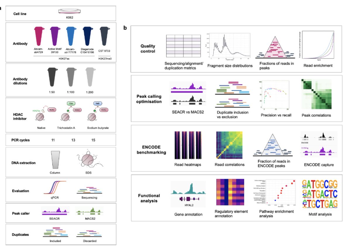 Been wondering how to best do CUT&amp;Tag and how it compares to ChIP-seq? We've got you covered!

📢 New preprint led by @dihuscientistdj
and Leyla Abbasova, where we optimised and benchmarked CUT&amp;Tag: 

CUT&amp;Tag recovers up to half of ENCODE ChIP-seq peaks biorxiv.org/content/10.110…