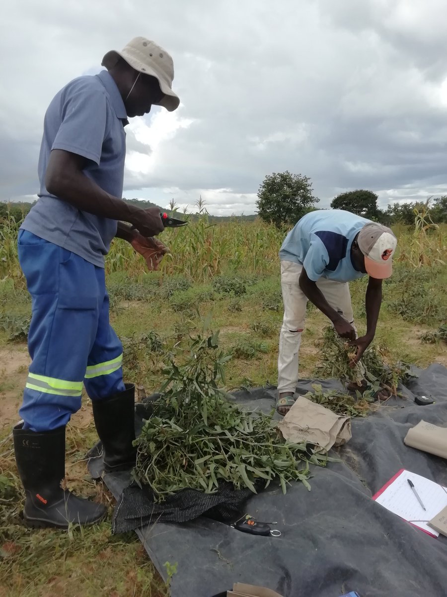 valentin_pret's tweet photo. Legumes harvest started this week in Murehwa trials of #RAIZproject with groundnut and cowpea in red and sandy soils. Excited to see how droughts and heavy rains will impact yield.
And always a great team to work with!
@RemiCardinael @gatien_falc @AidaDirecteur https://t.co/Hira2XSTvP