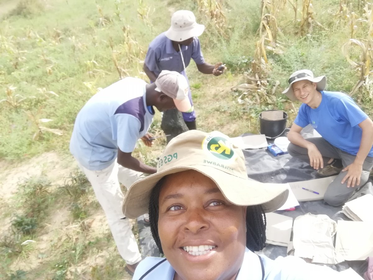 valentin_pret's tweet photo. Legumes harvest started this week in Murehwa trials of #RAIZproject with groundnut and cowpea in red and sandy soils. Excited to see how droughts and heavy rains will impact yield.
And always a great team to work with!
@RemiCardinael @gatien_falc @AidaDirecteur https://t.co/Hira2XSTvP