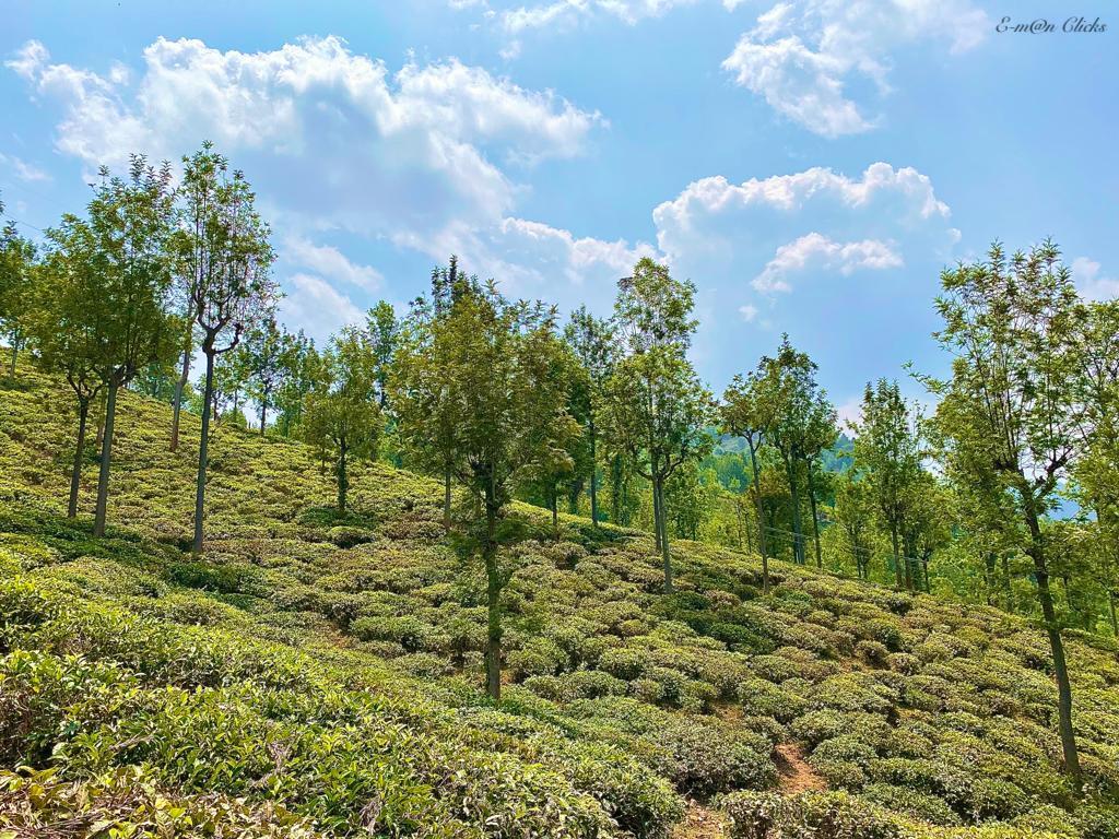 _emmanueldaniel's tweet photo. Visit to Kollikarai, Kotagiri on 30 March, 2022. 
#naturelovers #NaturePhotography #Kotagiri #forests #explorepage #happy #beautiful #summer #trip #lovefortrees #sky #waters https://t.co/6tqjvITf9E