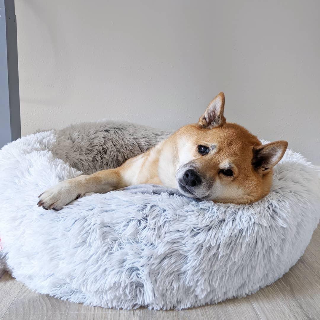 AcademyPaw's tweet photo. Pretty sure my daddy’s new purchase fits me pawfectly 💕

The Calming bed - solutions to help your dog sleep better.

Get yours here : https://t.co/OfHX2RA1C7 https://t.co/qTzJPwA1NU