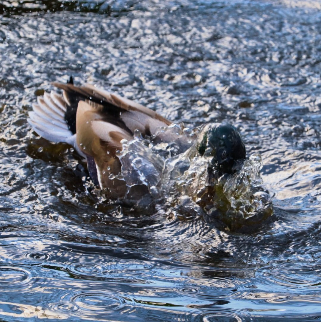 e_therp's tweet photo. Splish Splash having a bath! Observing some mallards having a good old play around
@AP_Magazine @BBCCountryfile @DiscoverFylde @visitfyldecoast @StAnnesTweetUp @NationalGeoPicx @AmazingNature00 @UKCannon_store @VisitLancashire #duckduckgo #duckfun #splishsplash #CannonEOS250D https://t.co/qoRqngnDn6