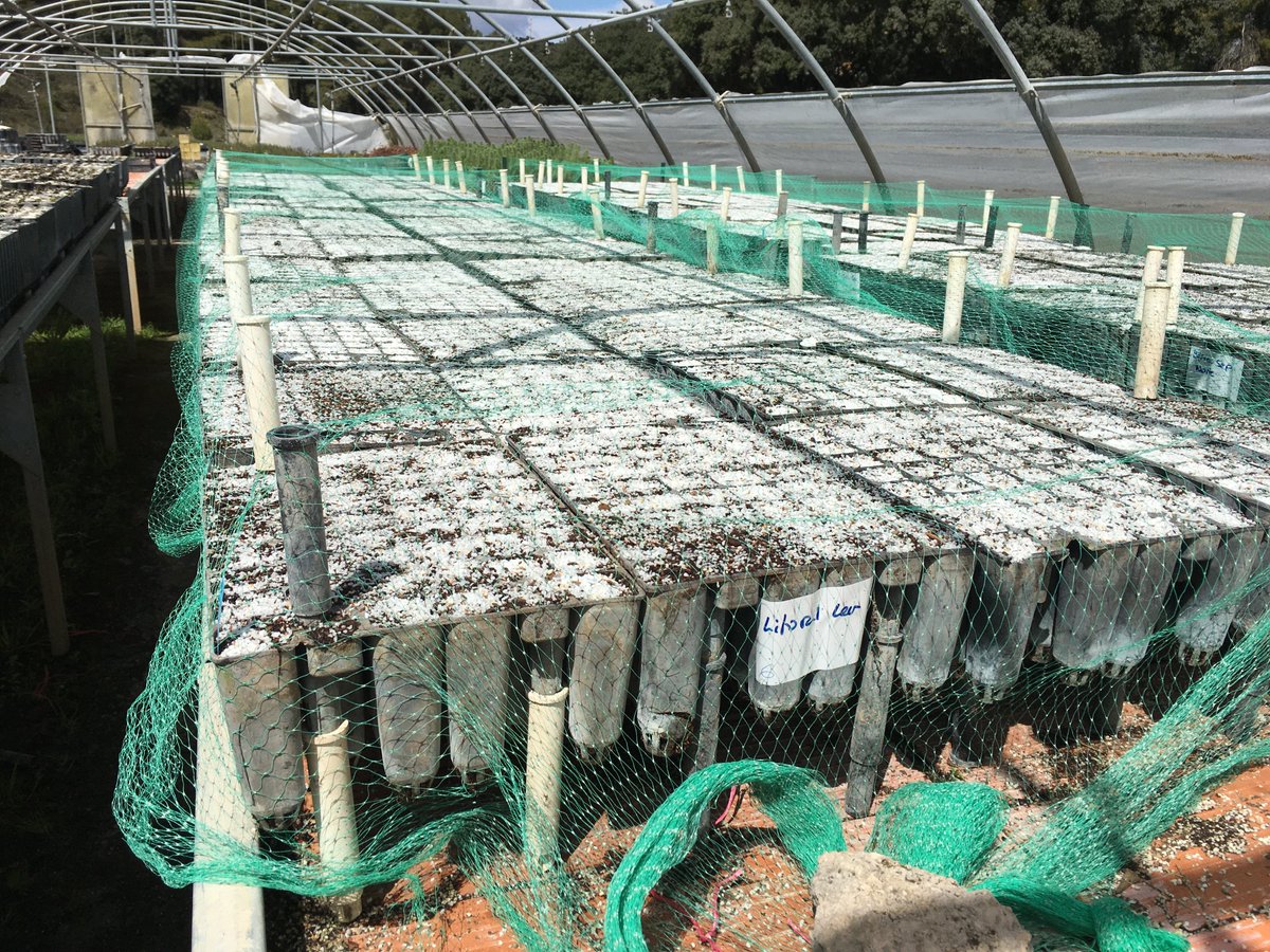 adaptaleppo's tweet photo. La @UPV, socio de #Adaptaleppo, pone en marcha la producción de planta de #Pinushalepensis en el vivero #LaHunde gracias a donación d semillas d vivero forestal #ElSerranillo de DG Biodiversidad, Bosques y Desertificación de @mitecogob para actuaciones de mitigación asistida.🌳🌍 https://t.co/MrzZEqnDgB