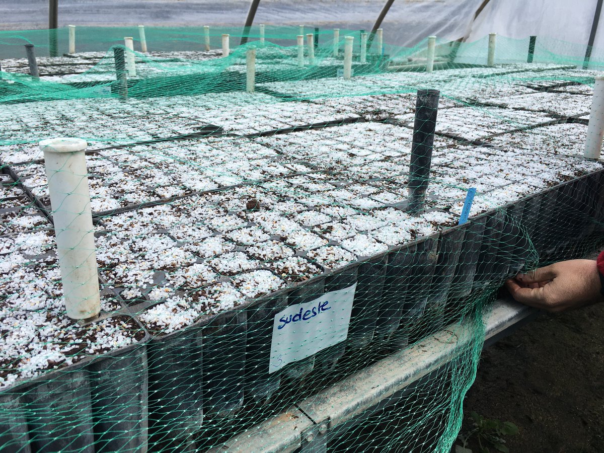 adaptaleppo's tweet photo. La @UPV, socio de #Adaptaleppo, pone en marcha la producción de planta de #Pinushalepensis en el vivero #LaHunde gracias a donación d semillas d vivero forestal #ElSerranillo de DG Biodiversidad, Bosques y Desertificación de @mitecogob para actuaciones de mitigación asistida.🌳🌍 https://t.co/MrzZEqnDgB