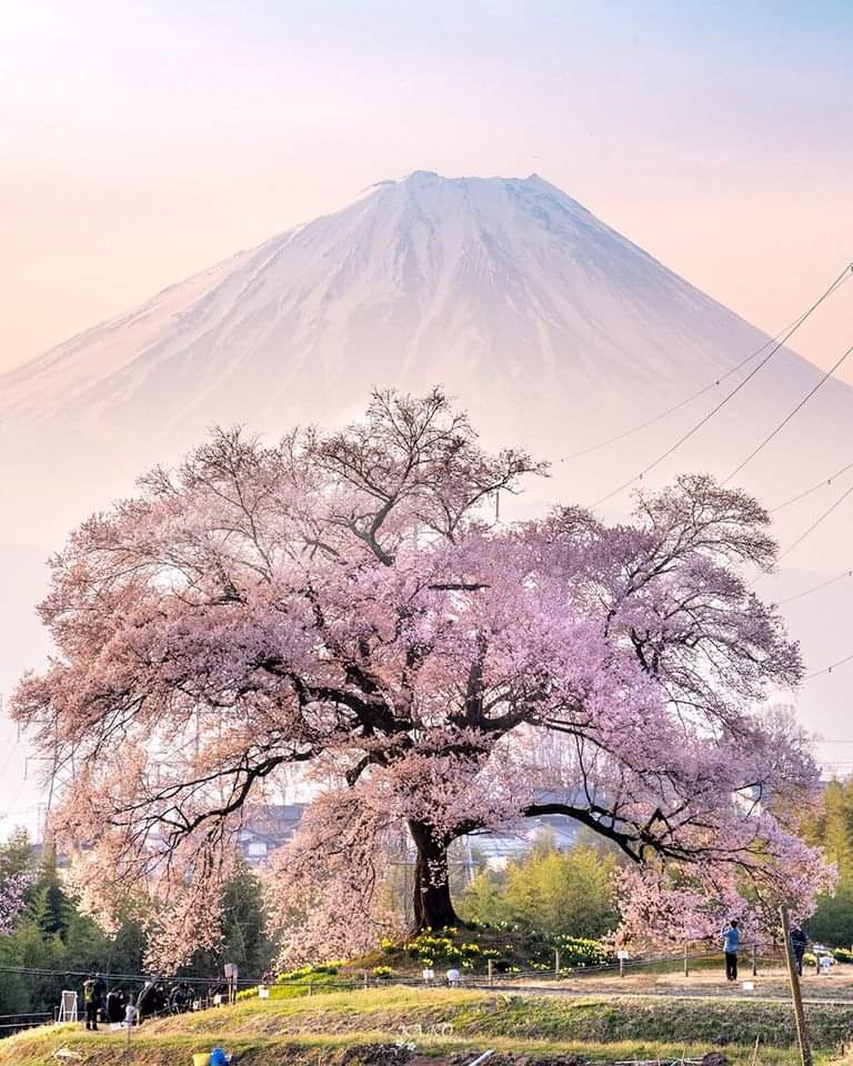 🇯🇵 Le soleil illumine un cerisier en fleur près du Mont Fuji, au Japon. 🤩

📸 Yoshimasa Kako