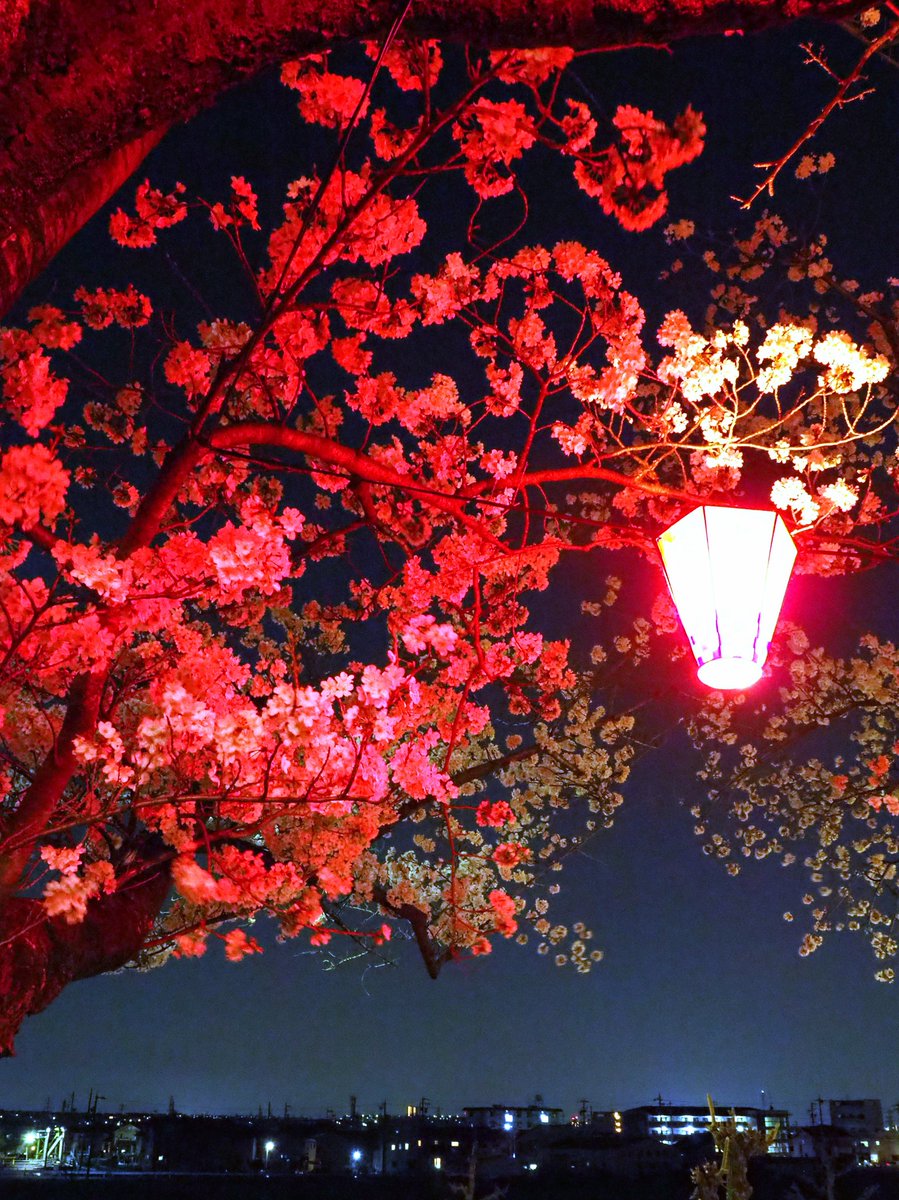 photomappi's tweet photo. 夜桜🌸🌃🏮

#写真好きな人と繫がりたい 
#写真撮ってる人と繫がりたい 
#写真で伝える私の世界 #写真
#桜 #TLを花でいっぱいにしよう #ふぉと #夜 #夜景 #提灯 https://t.co/jVmlX3yJsg