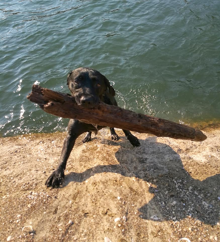 labradoreth's tweet photo. I love to retrieve tennis balls and cork taps, but if you throw me a nice stick I'm much happier 😎
#labrador #retrieving https://t.co/cvN0f62KS7