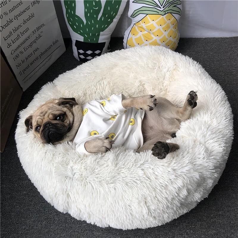 AcademyPaw's tweet photo. Mama brought me home a calming bed from work .... Yep, I approve. I like it 💕

The Calming bed - solutions to help your dog sleep better.

Get yours here : https://t.co/OfHX2RA1C7 https://t.co/11x4gXLREh