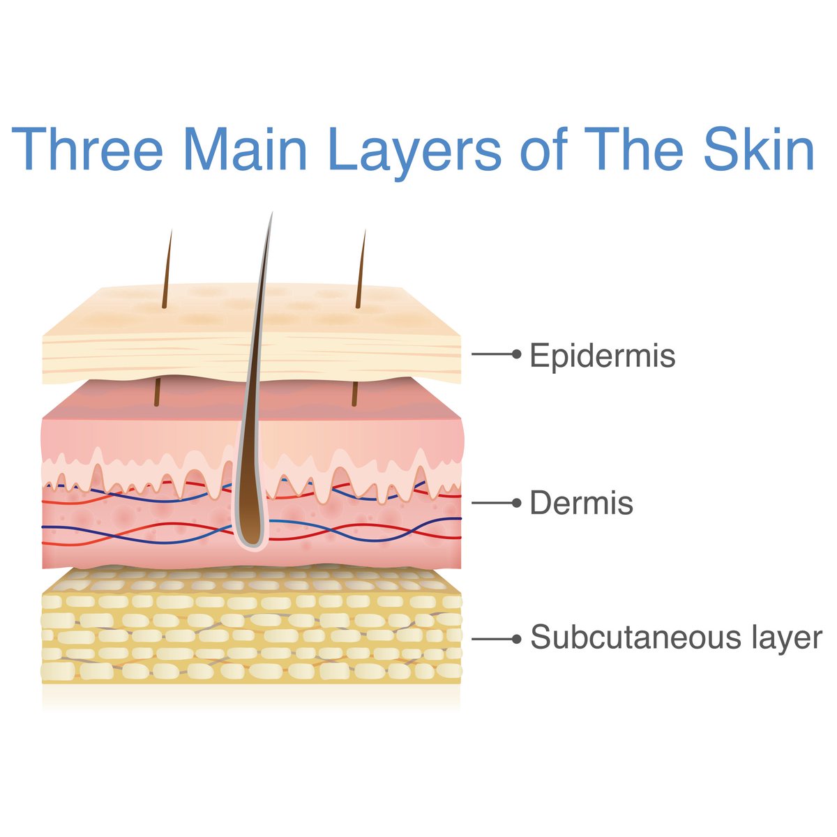 Rila_GPCourses's tweet photo. The skin is the largest organ in the human body and accounts for 6-10 percent of body weight. The skin has two major embryological origins. Can you name them?

Learn more: https://t.co/nQJVQDcy3B

#rilapgdip #dermatology #postgraduate #cancer #pgdip #pgdiploma #gp  #skin https://t.co/pOgnDBb8St