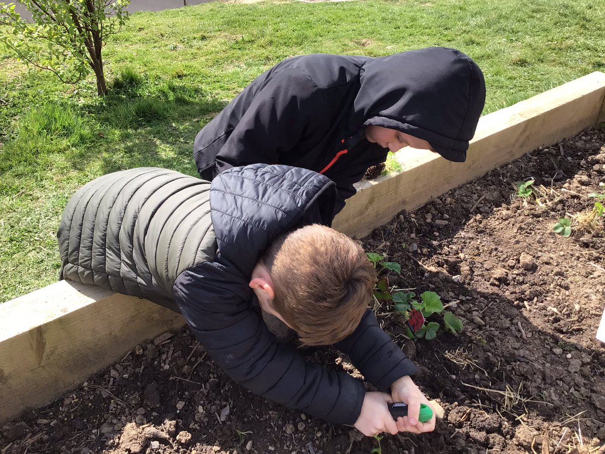 ysgolyddraig's tweet photo. #YYDcoch #forestschools planting in our raised beds, cleaning our #muddykitchen and having fun in the sun. @walkinthewild1 https://t.co/Q6hvjOUvQT