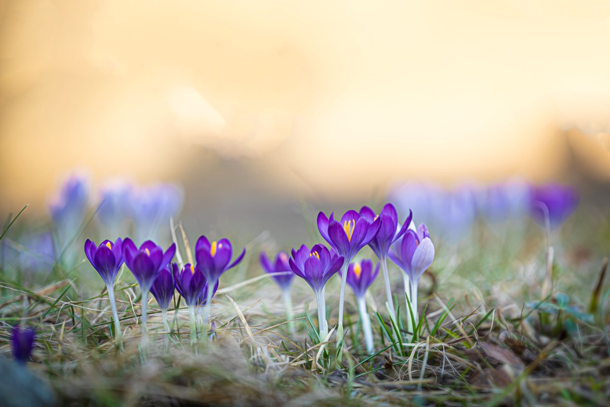 The_RHS's tweet photo. Congratulations to the winners of the 2022 #RHSPhotoComp 📷 🌿
The category winners will be available to view at the RHS Botanical Art and Photography Show 2022 at @saatchi_gallery and you can view them online at https://t.co/NIrKaYiGXs. https://t.co/JDIMLiPYyP