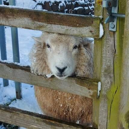 Mr T wanting to be back in the porch!