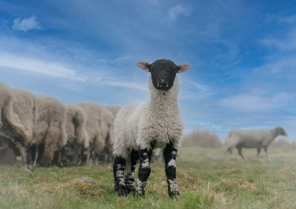 The day before the snow arrived. Good job they're strong lambs.
#lambing2022 #sheep