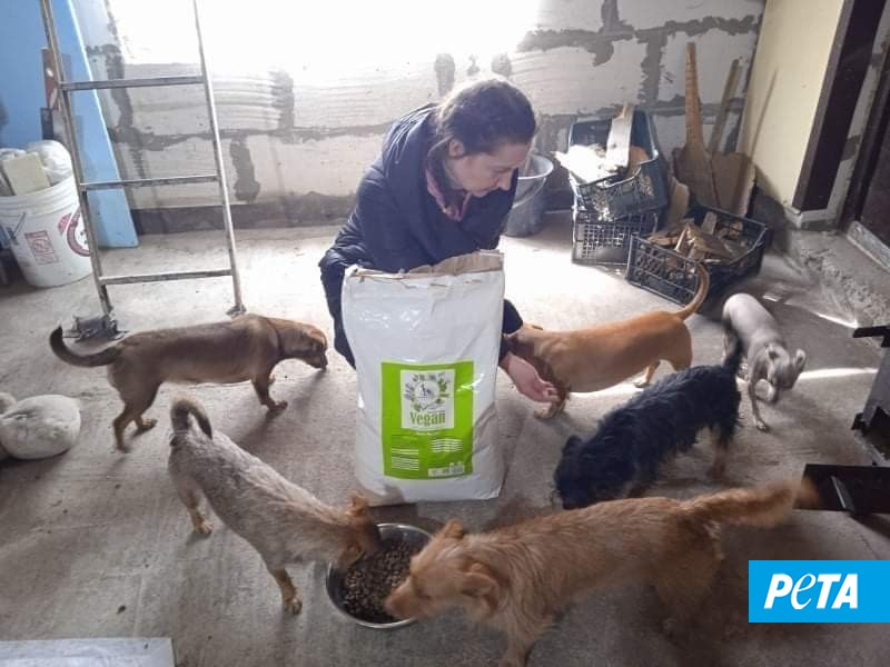 PETAUK's tweet photo. UPDATE 🇺🇦:
Since the beginning of the conflict, @PETADeutschland has fed about 84,000 cats and dogs 💙
Watch this space for updates – more food is on its way!
https://t.co/2HXZRtpL3g 
#Ukraine️ #animalsofukraine https://t.co/36DyBeq6wW