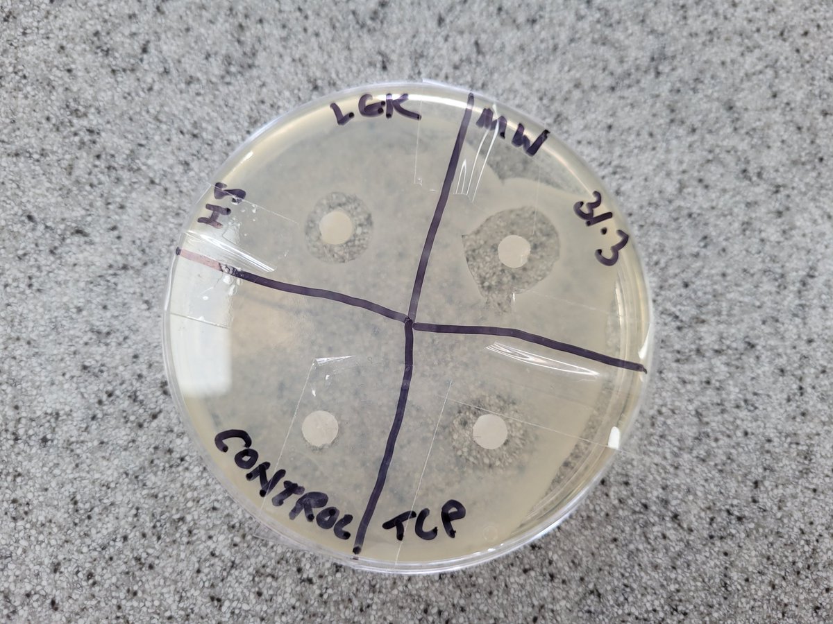 HA_BiologyDept's tweet photo. Year 10 have been investigating effects of antiseptics on microbial cultures and calculating zones of inhibition. #GCSEbio #science #practicalinvestigation https://t.co/U8Cx65sosP