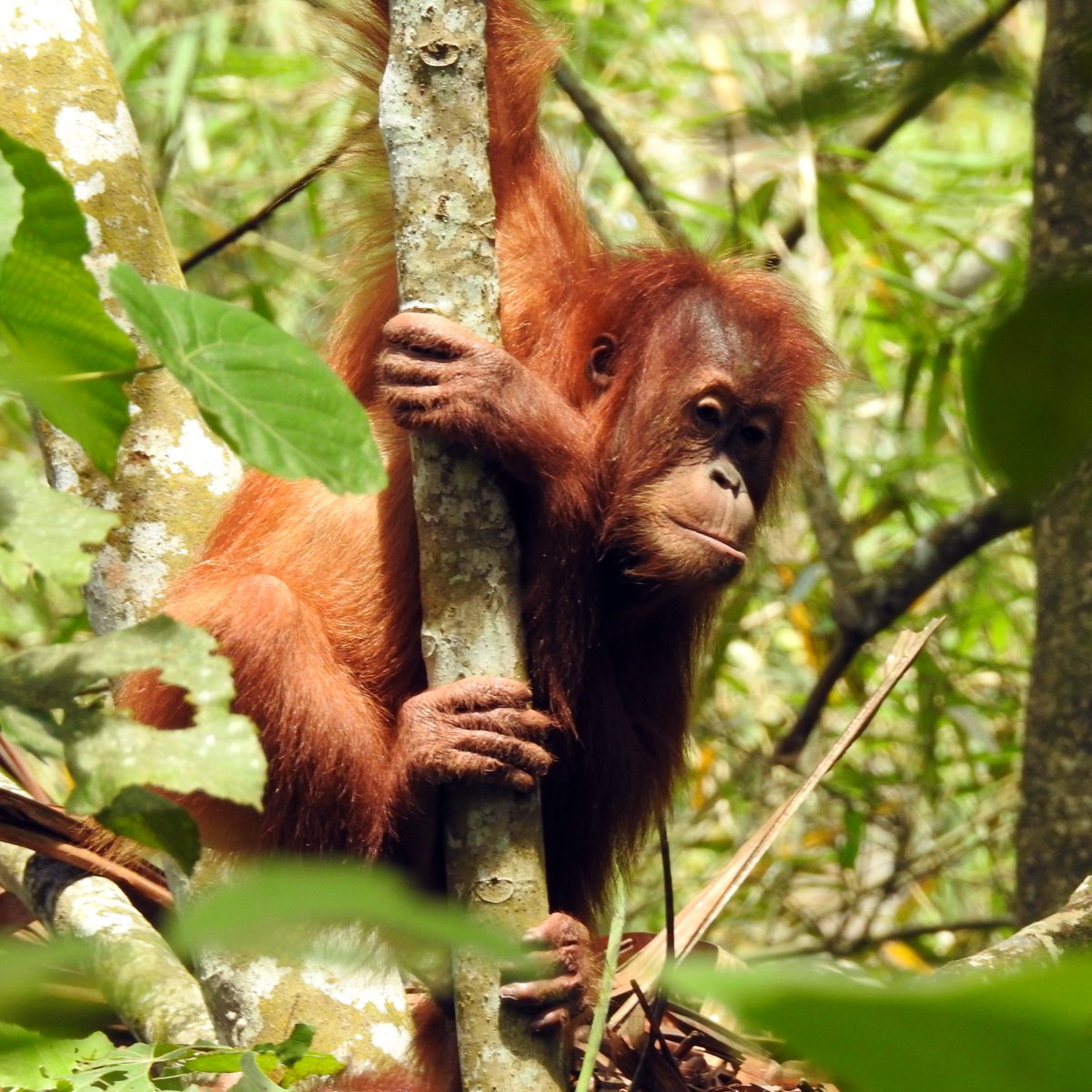 Wusstest du, dass Hände und Füsse von Orang-Utans sehr ähnlich aussehen? Ihre Füsse mit den langen Zehen und der gegenüberstehenden kürzeren Grosszehe erinnern an Hände. Beim Klettern benutzen sie alle vier abwechselnd.
<a href="/socp_tweets/">SOCP</a> #OrangutanFact #bbksdasumut #bksdaaceh