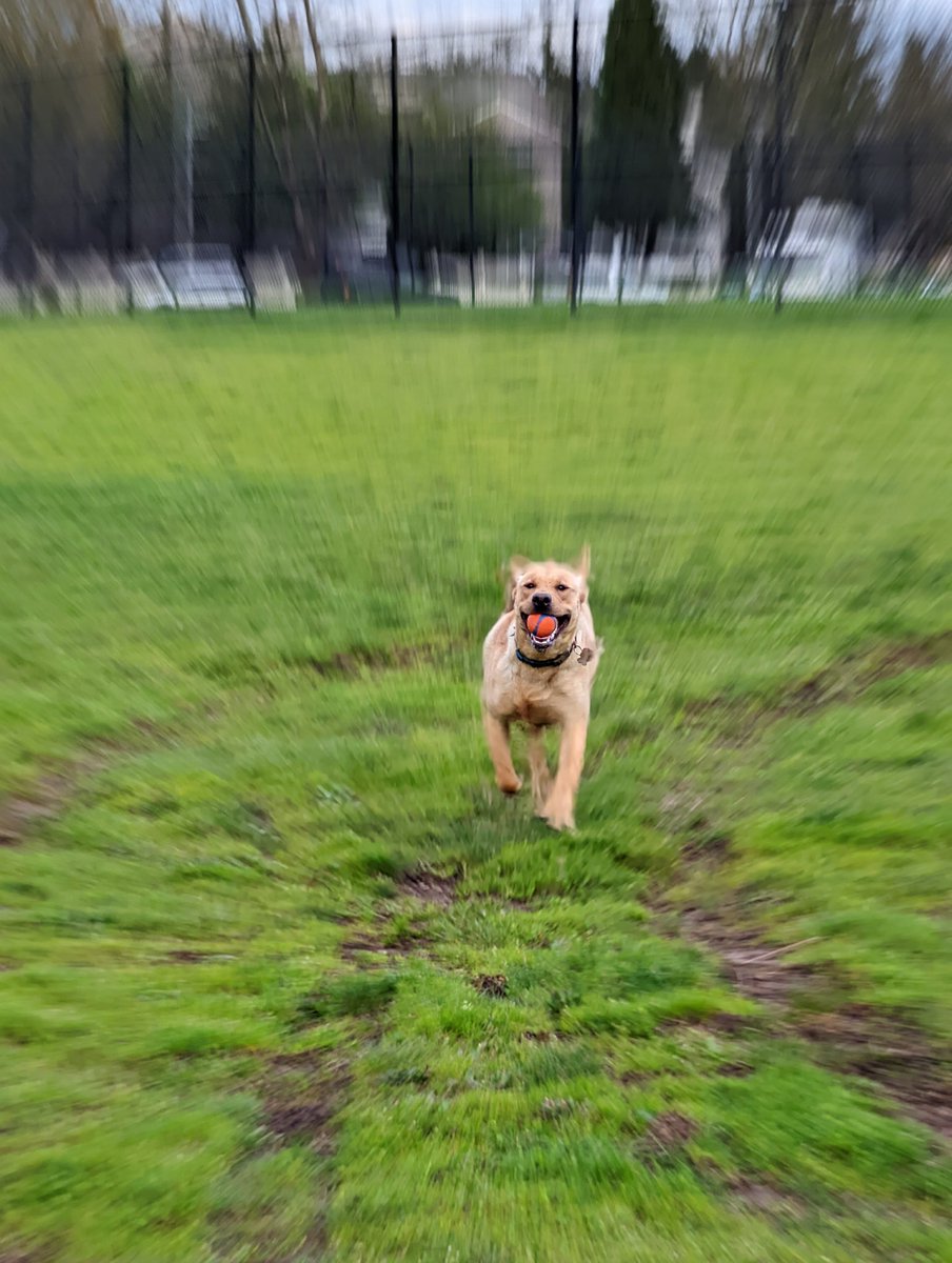 thatoneguy172's tweet photo. @Bigbst4tz2 About damn time!! Have a picture of my dog. https://t.co/SBWch1FyGH