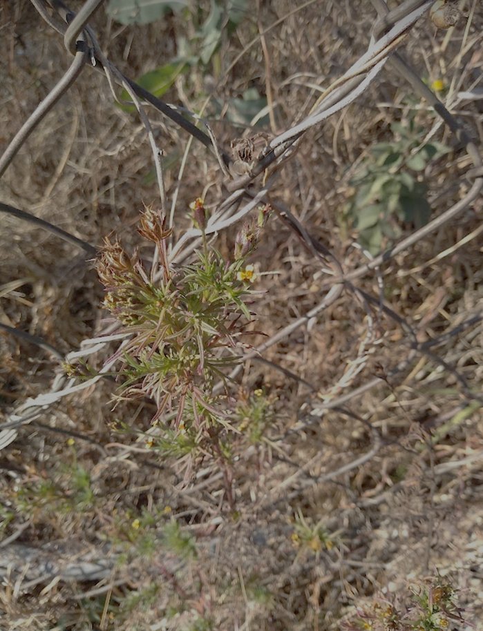 TAsteraceae's tweet photo. Concluyendo la semana con un bonito ejemplar de #Heterospermapinnatum, especie común en vegetación secundaria.
#AsteraceaeDeBanqueta #Coreopsideae #malezas #weeds https://t.co/gr1KE32mU0