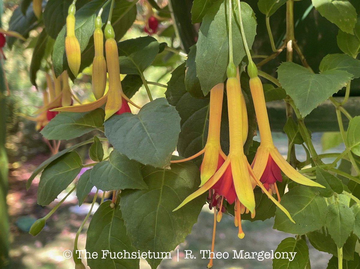 Fuchsiarius's tweet photo. Wow! Can’t believe it! A fuchsia with a bright, clear yellow in the flowers has eluded hybridizers and here one of my fuchsias has simply taken up the challenge all on its own. It's sported the Holy Grail of Fuchsias. I think I'll call it Fuchsia 'Aprilscherz'. #FuchsiaFriday 😉 https://t.co/Rv8uNUo1fG