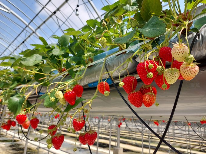 Twitterのコスプレ画像8